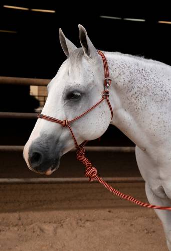 EASY ON ROPE HALTER - Wines'Designs