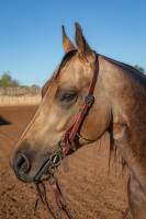 SINGLE EAR HEADSTALL - Wines'Designs